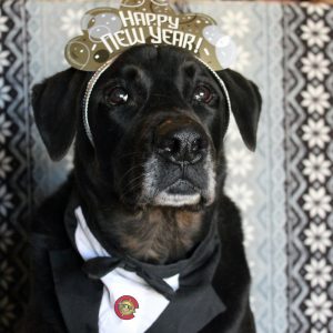 gilbert says happy new year